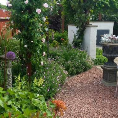 Dawn's garden