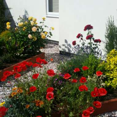 Dawn's garden