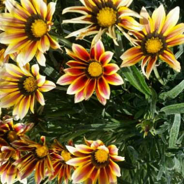 Blanket Flower