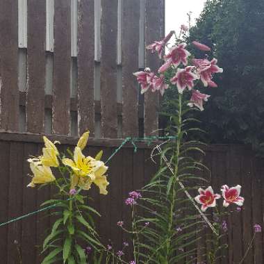 Lilium (Oriental)
