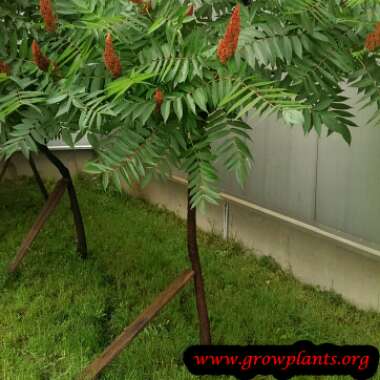 Rhus typhina 'Dissecta'