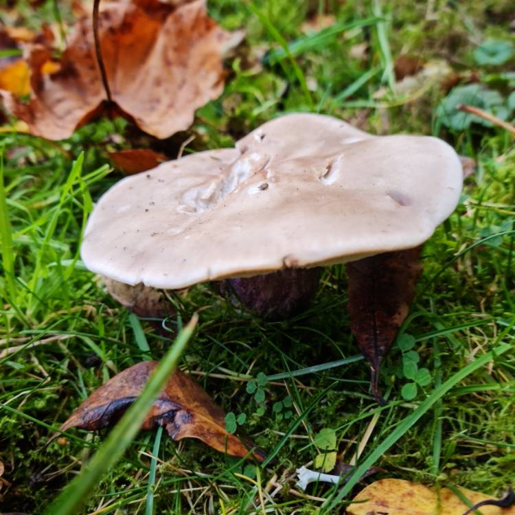 Plant image Stereum hirsutum
