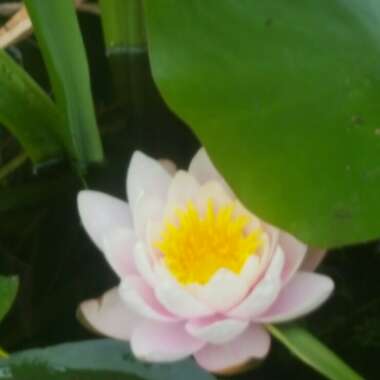 Water Lily