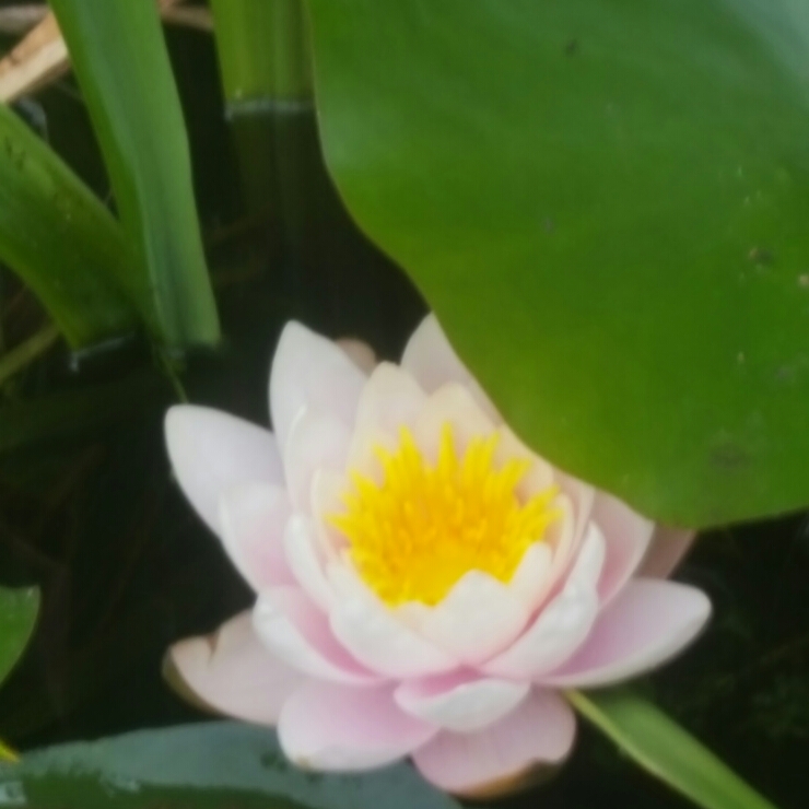 plant image 193534