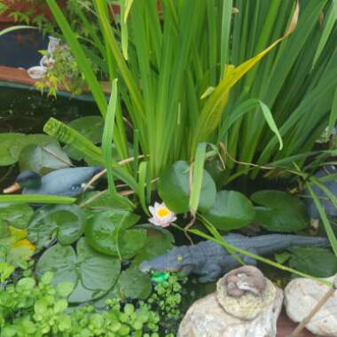 Dawn's garden