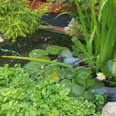 Dawn's garden