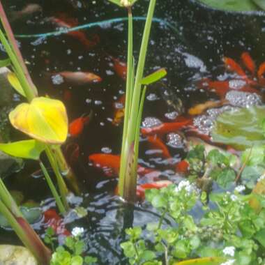 Dawn's garden