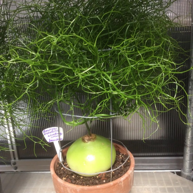 Plant image Bowiea volubilis 'Nana'