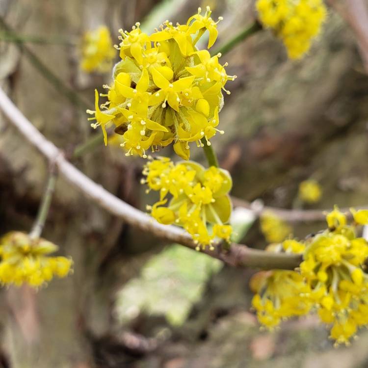 Plant image Cornus Mas
