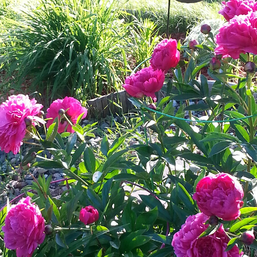 Plant image Paeonia x festiva 'Rosea Plena' syn. Paeonia officinalis 'Rosea Plena', Paeonia 'Old Double Rose'
