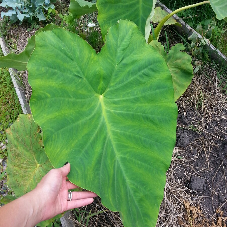 plant image 194403