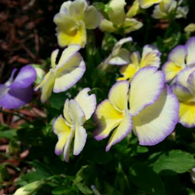 Horned Pansy 'Etain'