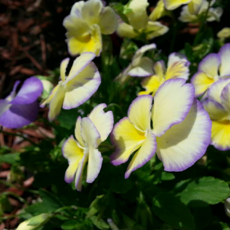 Plant image Viola cornuta 'Etain'