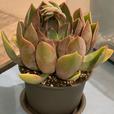 Echeveria Jules