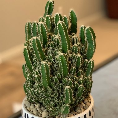 Acanthocereus tetragonus Fairy Castles syn.Cactus tetragonus, Cereus tetragonus, Cactus pentagonus, Cereus pentagonus, Acanthocereus pentagonus, Cereus acutangulus