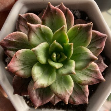 Echeveria Silver Prince