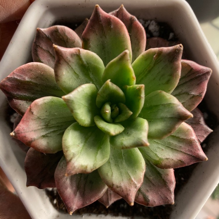 Plant image Echeveria Silver Prince
