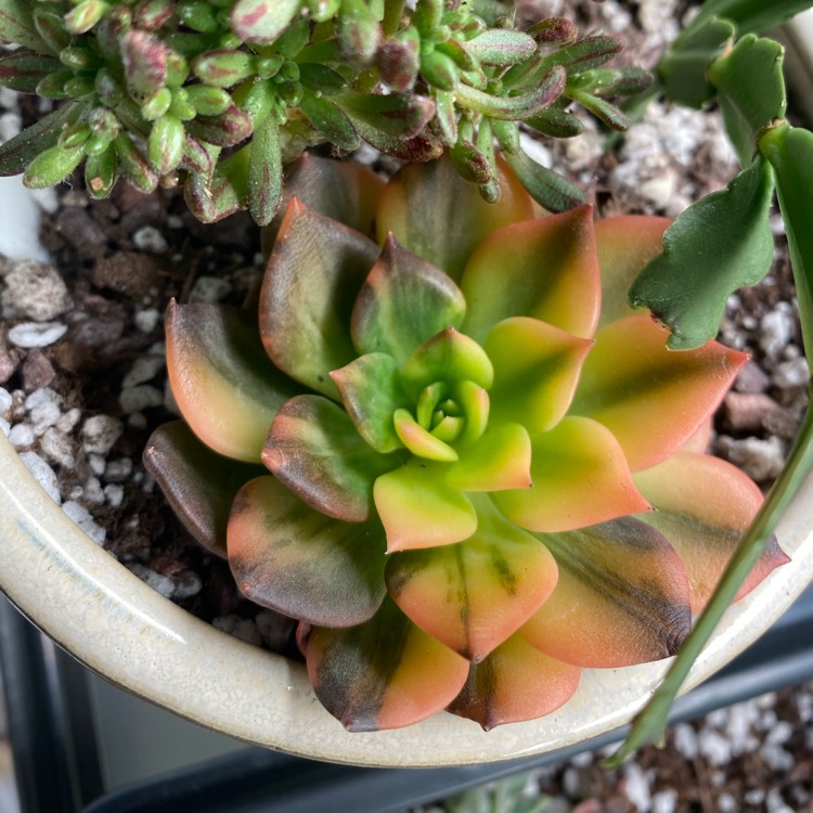 plant image 1208637
