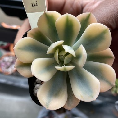 Echeveria Runyoni Variegata