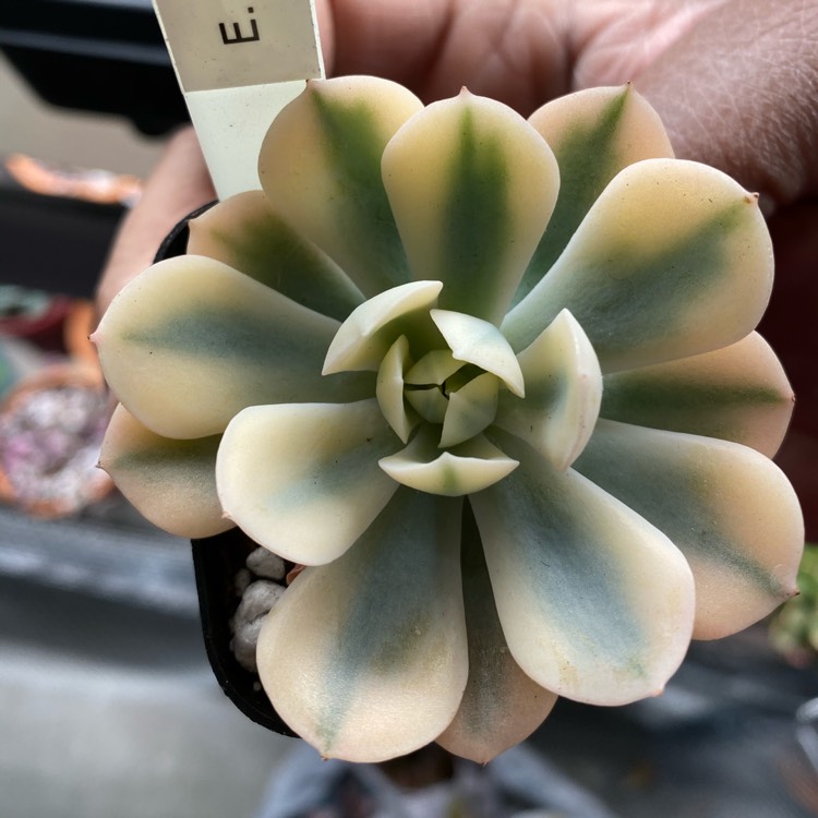 Plant image Echeveria Runyoni Variegata