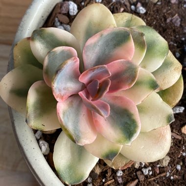 Echeveria 'Perle Von Nurnberg Variegated'