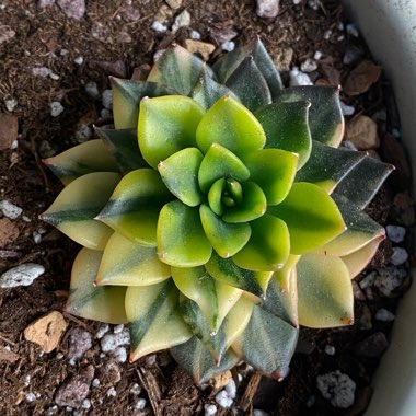 Echeveria 'Bess Bates'