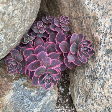 Sedum Dream Dazzler
