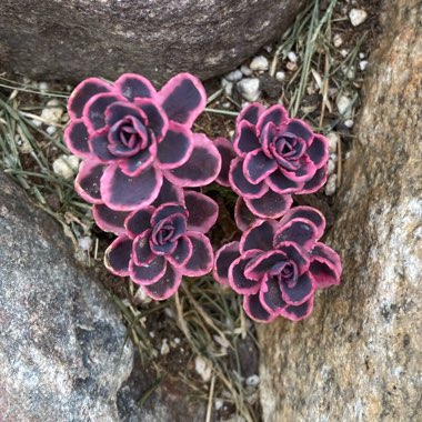 Sedum Dream Dazzler