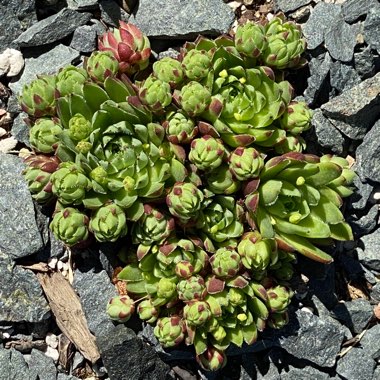 Sempervivum 'Jovibarba Hedgehog'