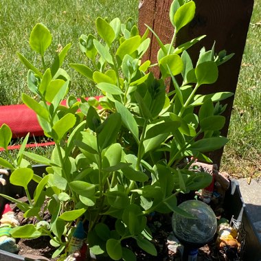 Kristina's garden