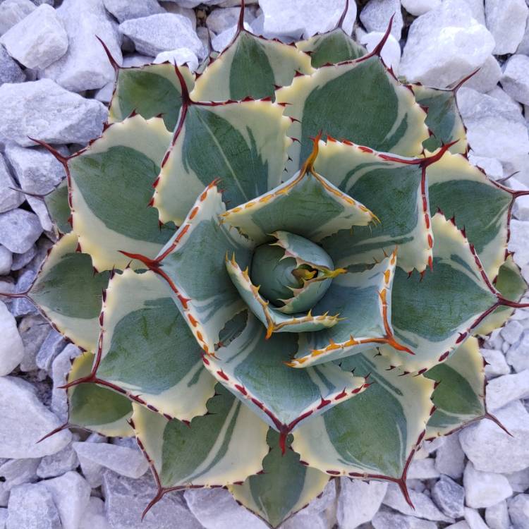plant image 1009420 plant image 1009420