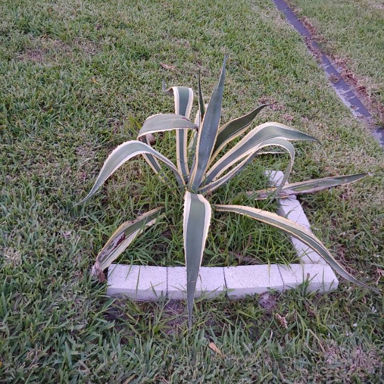 Plant image Agave Americana 'Marginata'