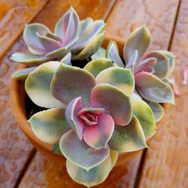Echeveria Perle Von Nurnburg Variegata