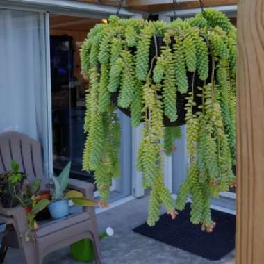 Sedum Burrito