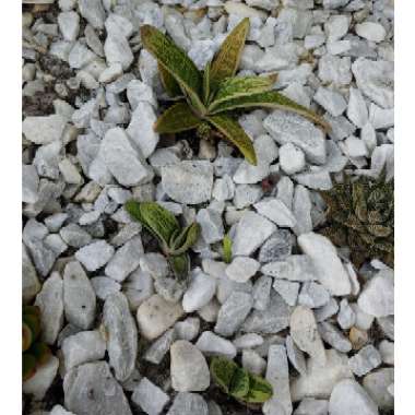 Gasteria 'Little Warty'