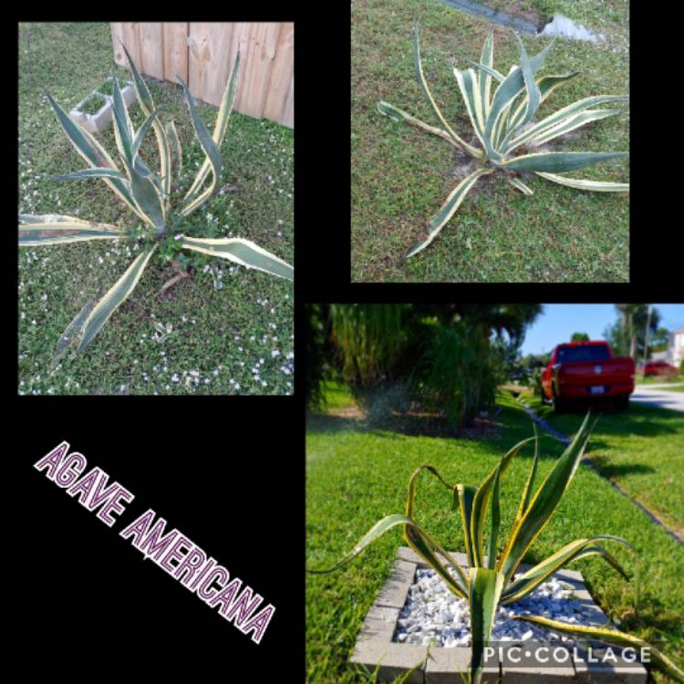 plant image 1045904