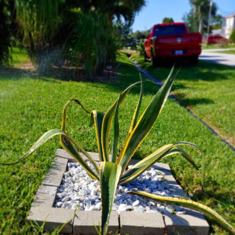 plant image 1045905