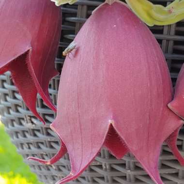 Stapelia Leendertziae