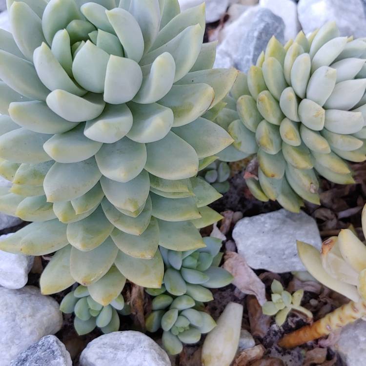 plant image 1062237