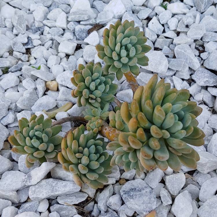 plant image 1062241 plant image 1062241
