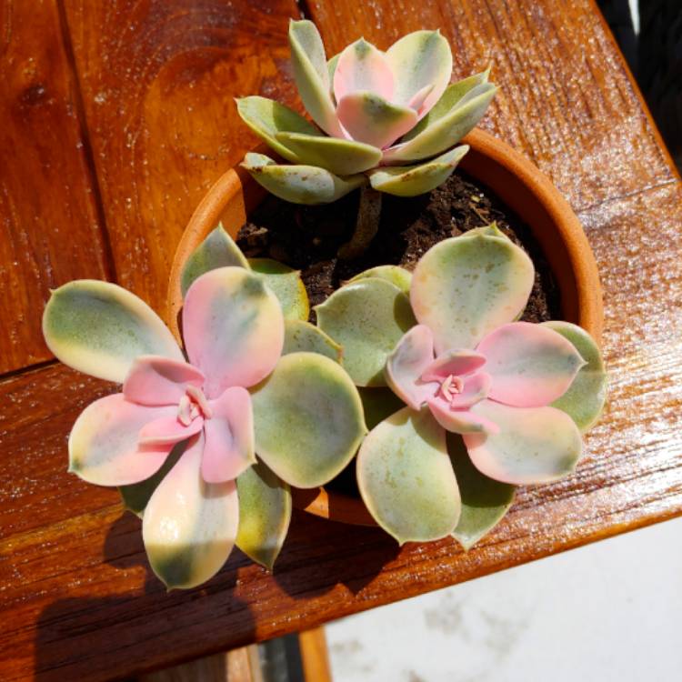 plant image 1076826 plant image 1076826