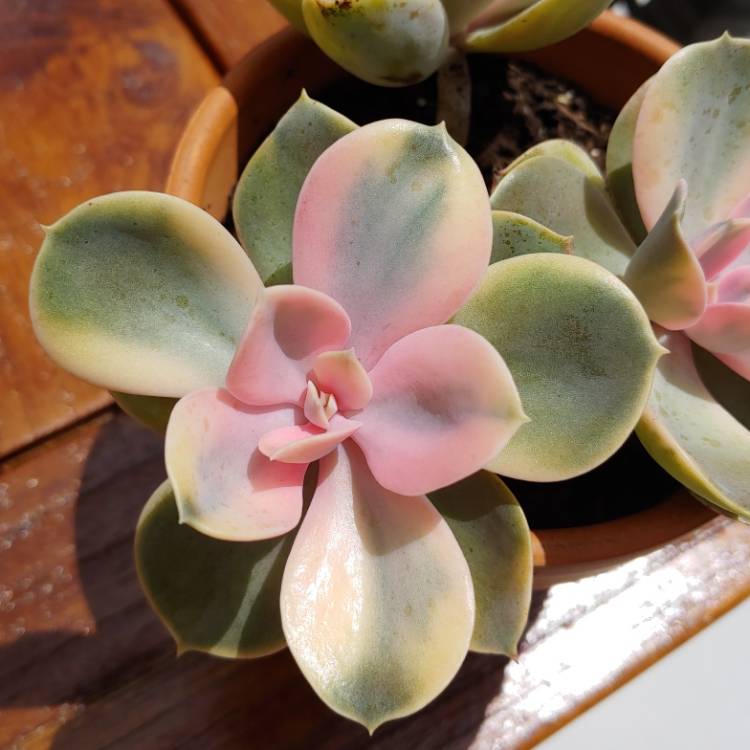 plant image 1076827 plant image 1076827