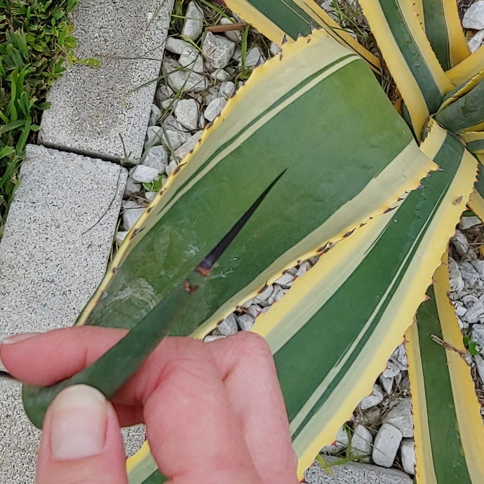 plant image 1079886
