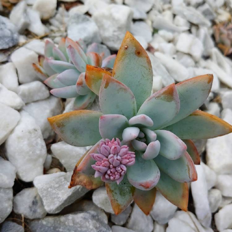 plant image 1084430