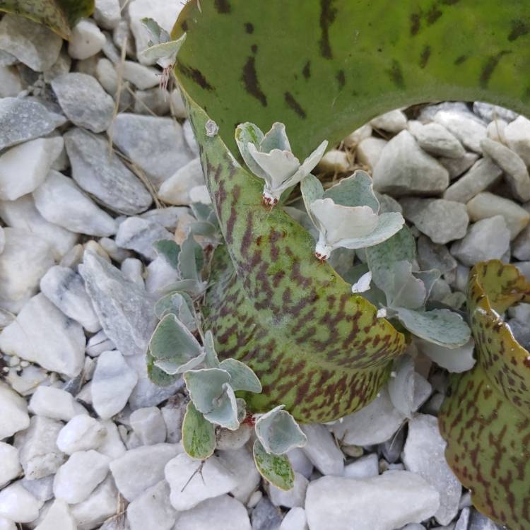 plant image 1084450 plant image 1084450