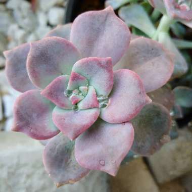 Graptopetalum Purple Delight syn. Graptopetalum Snow White