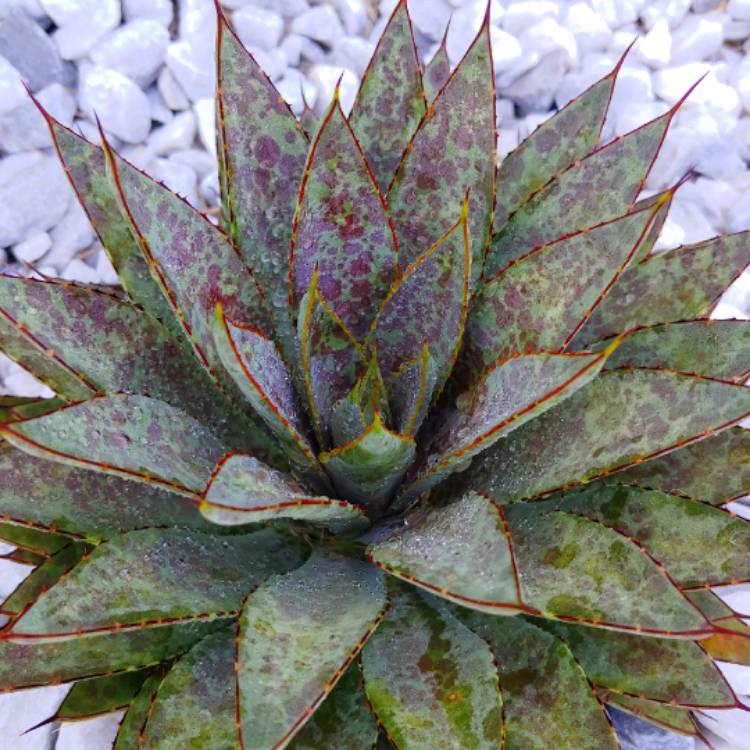 plant image 1092632 plant image 1092632