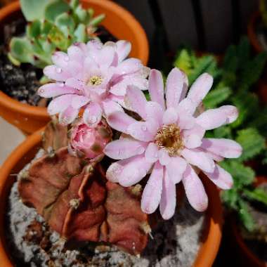Gymnocalycium mihanovichii var. friedrichii