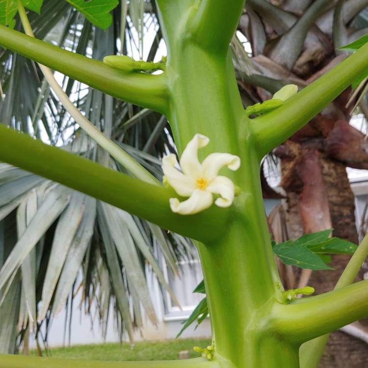 plant image 1099554 plant image 1099554