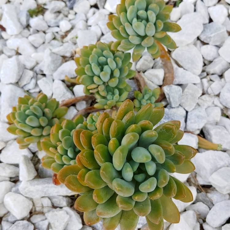 plant image 1109400 plant image 1109400